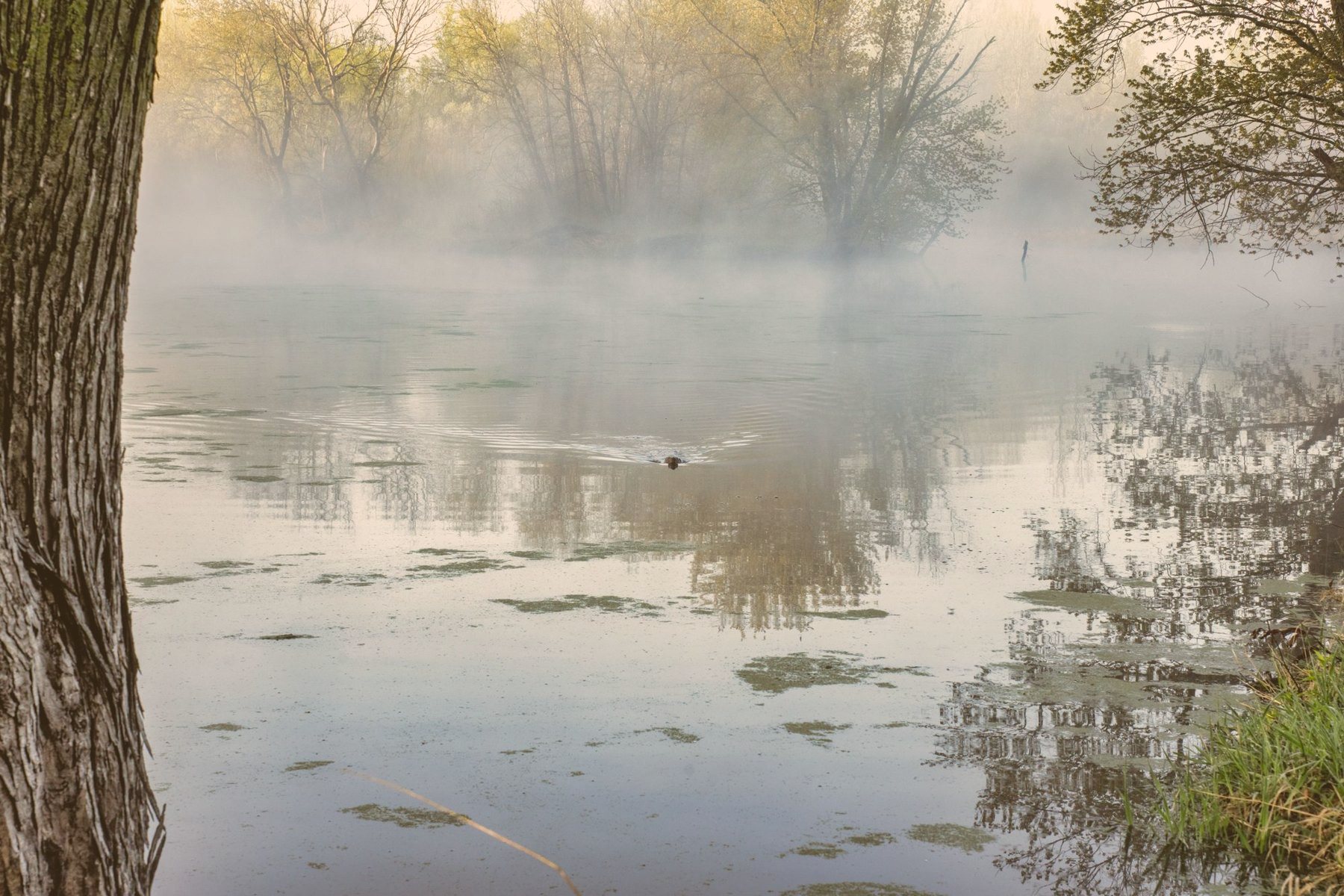 Soft morning mist over a calm lake framed by trees, a soothing image for anxiety therapy in Oakville