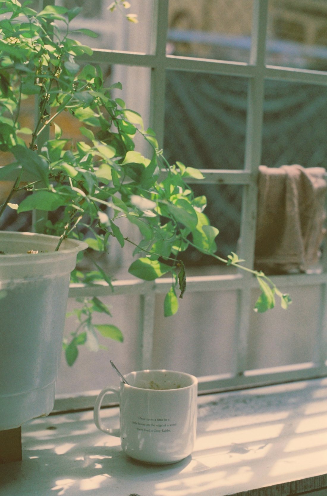 Sunlit windowsill with a mug and green houseplant, a quiet grounding moment for anxiety relief