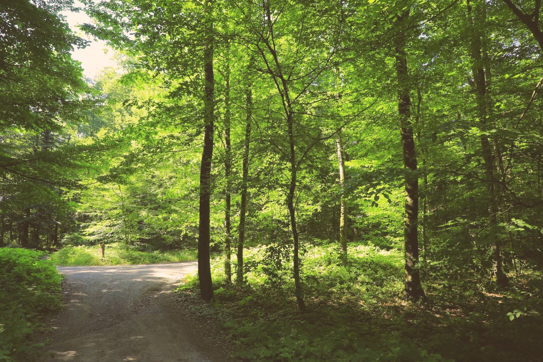 Sunlight through tall trees in a green forest