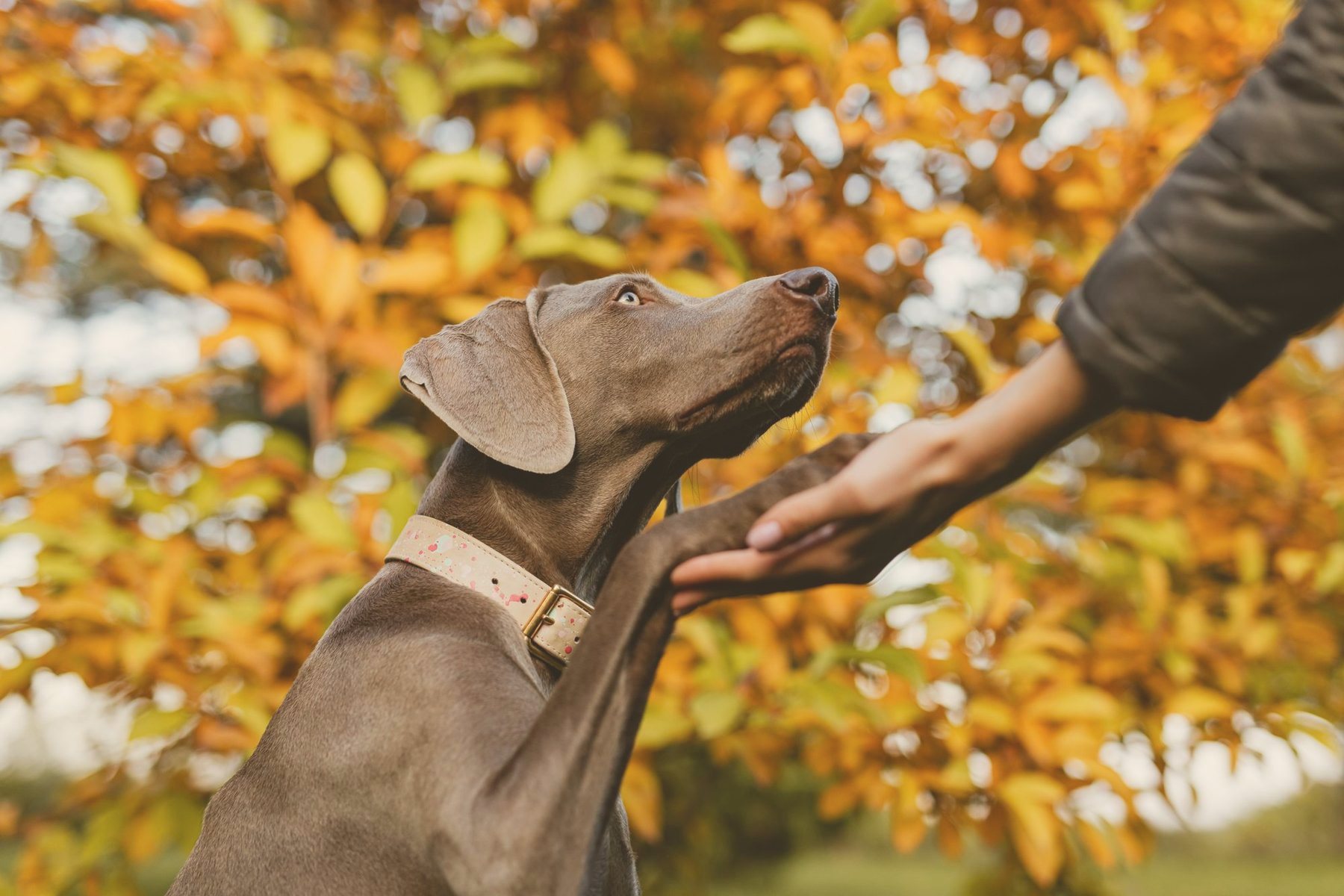 Dog resting its paw in a person's hand among autumn leaves, honouring the bond behind pet loss and grief counselling