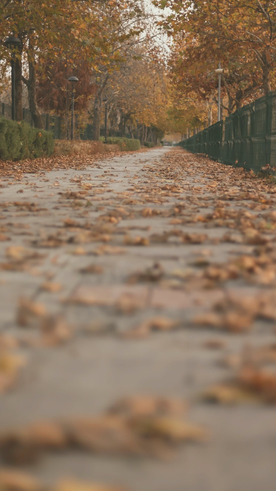 Quiet autumn pathway covered in fallen leaves, a gentle image for grief and loss support