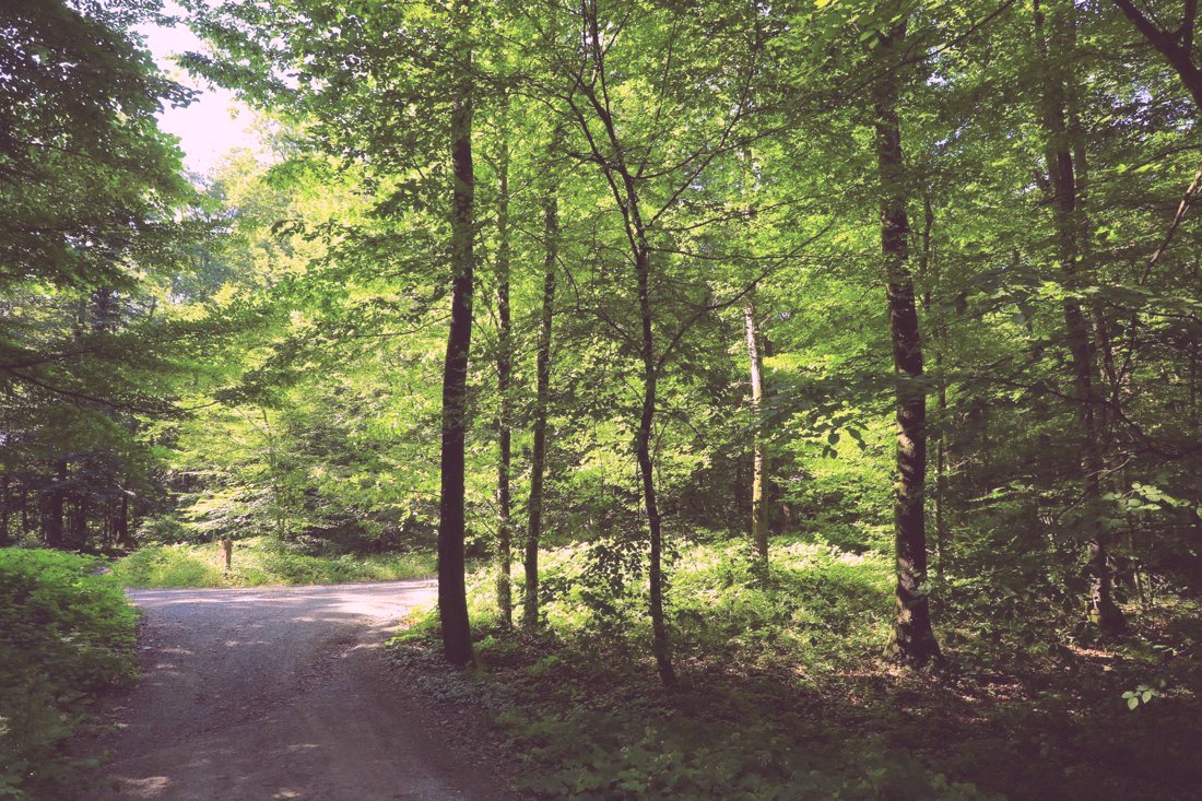 Sunlight through tall trees in a green forest